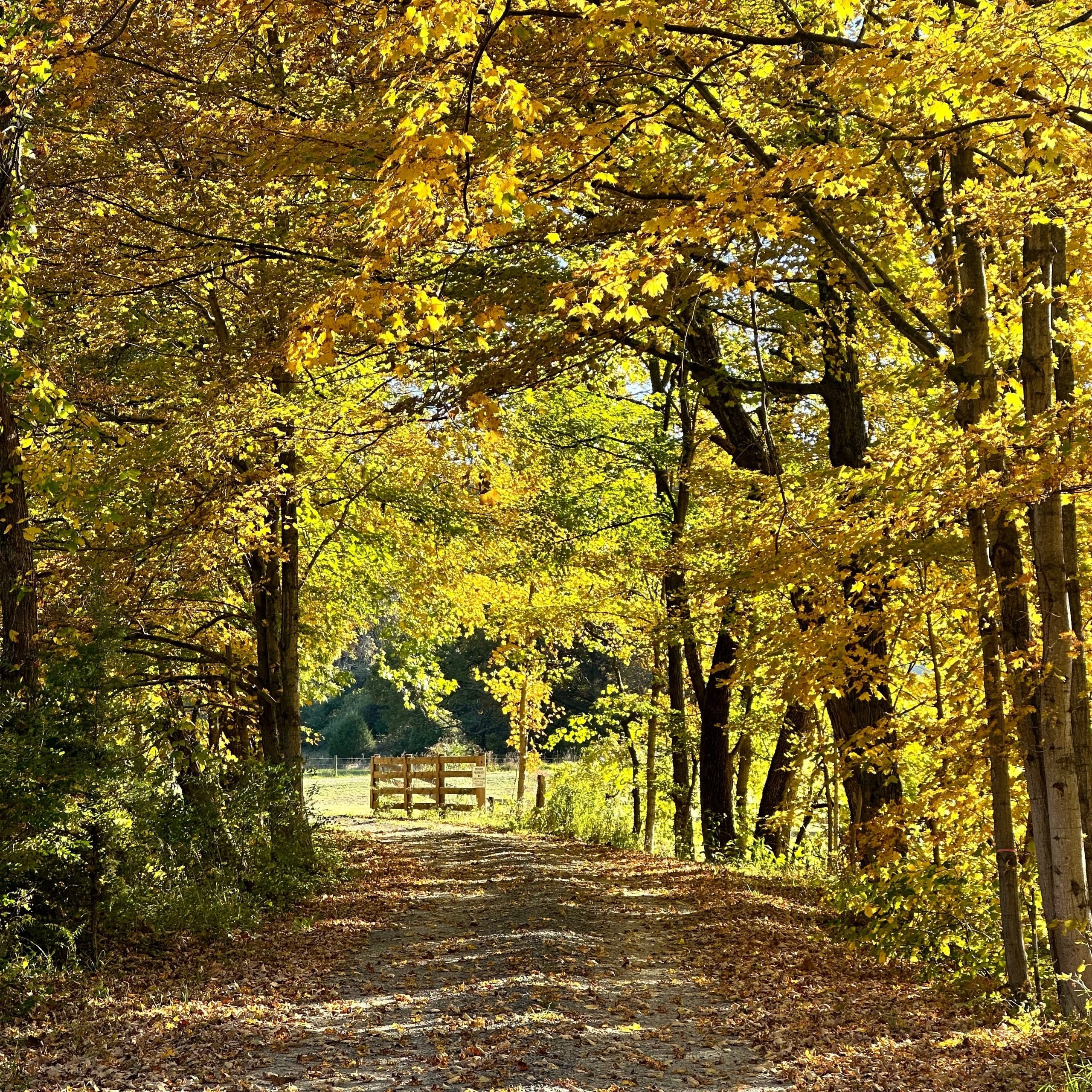 Scenic country road in Hampshire County, West Virginia.
